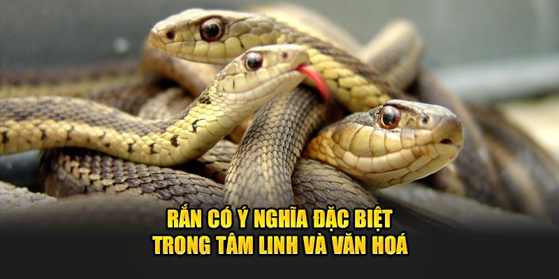 Rắn có ý nghĩa đặc biệt trong tâm linh và văn hoá