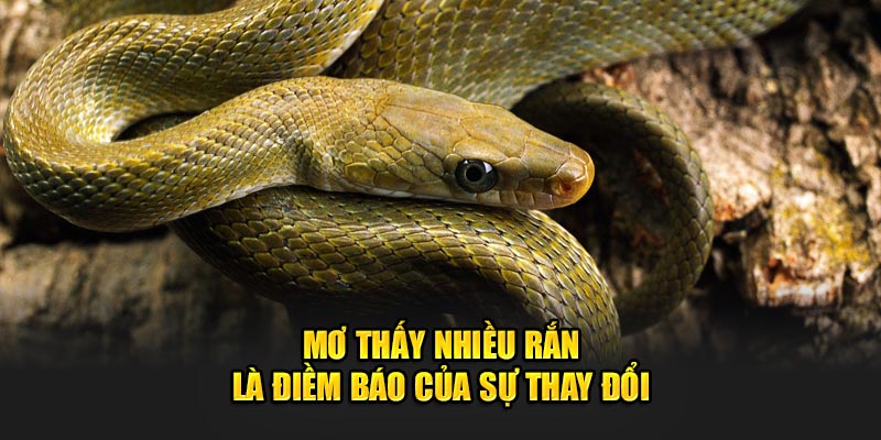 Mơ thấy nhiều rắn là điềm báo của sự thay đổi